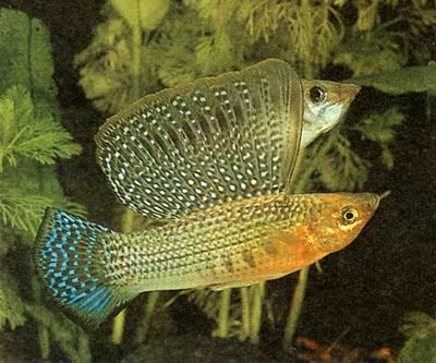 Grøn Sejlfinnemolly (Poecilia velifera )